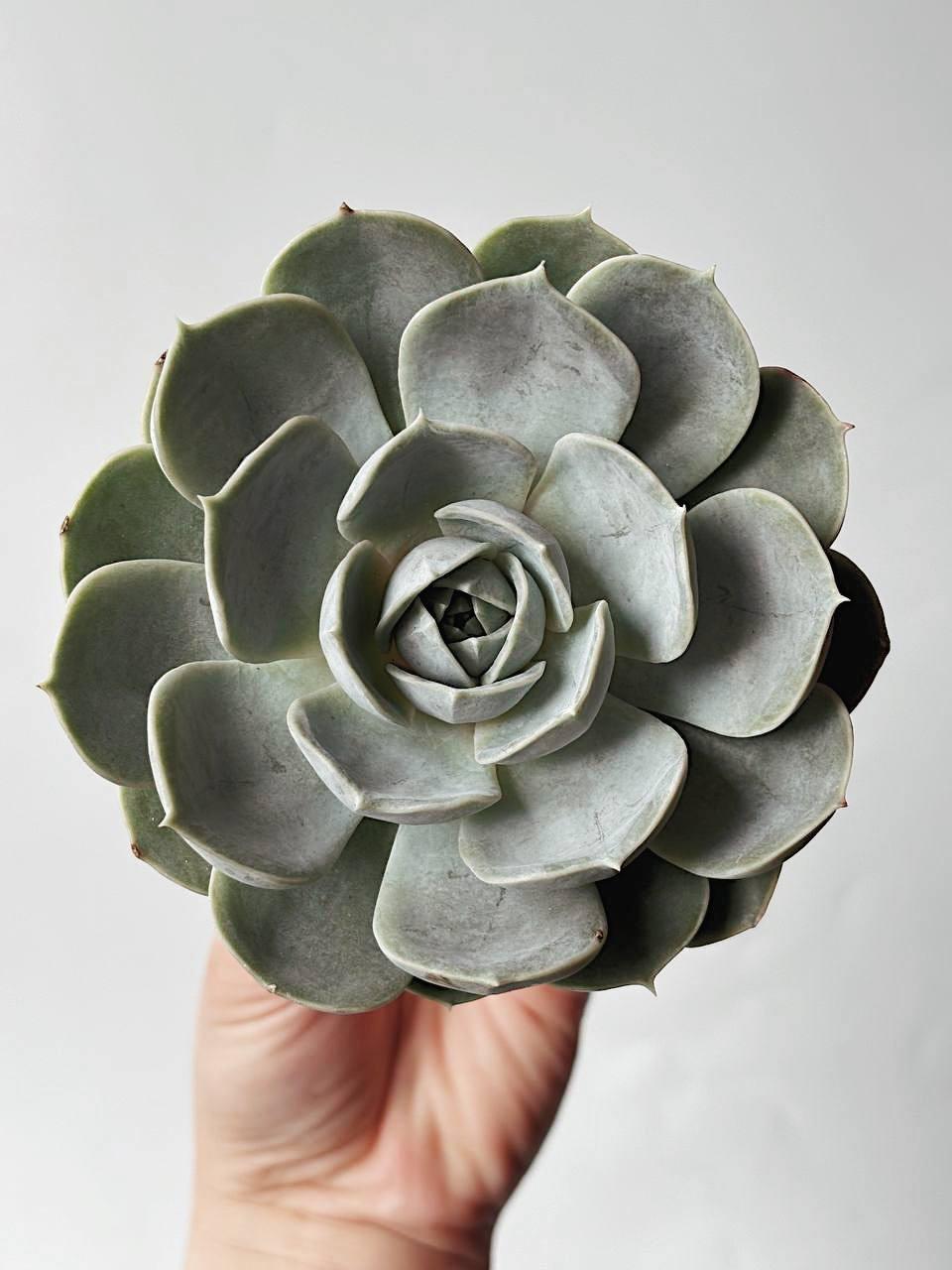 Эхеверия Серый Принц Echeveria Grey Prince