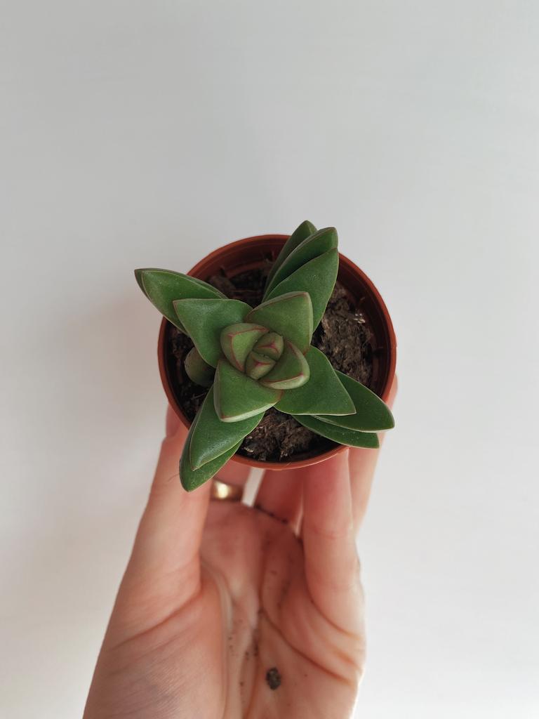 Крассула Храм Будды Crassula Buddhas Temple купить с доставкой