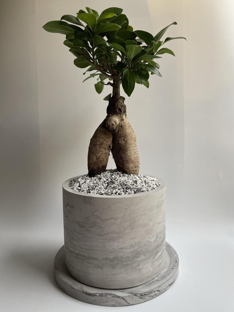 Фикус Микрокарпа Ficus Microcarpa