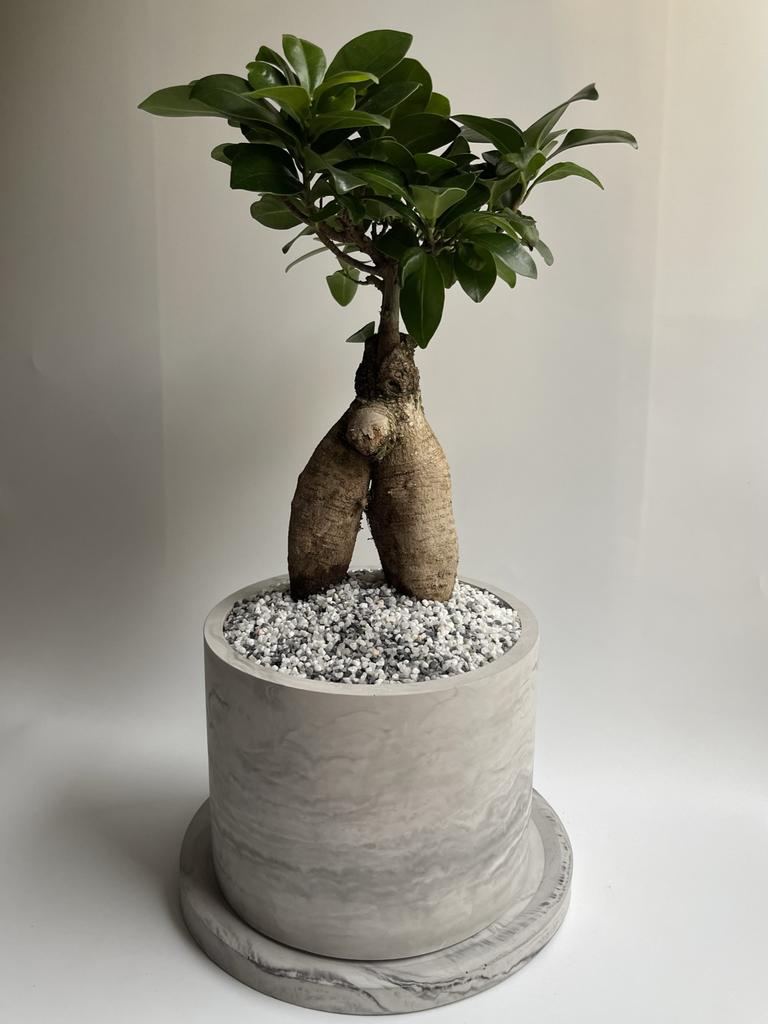 Фикус Микрокарпа Ficus Microcarpa