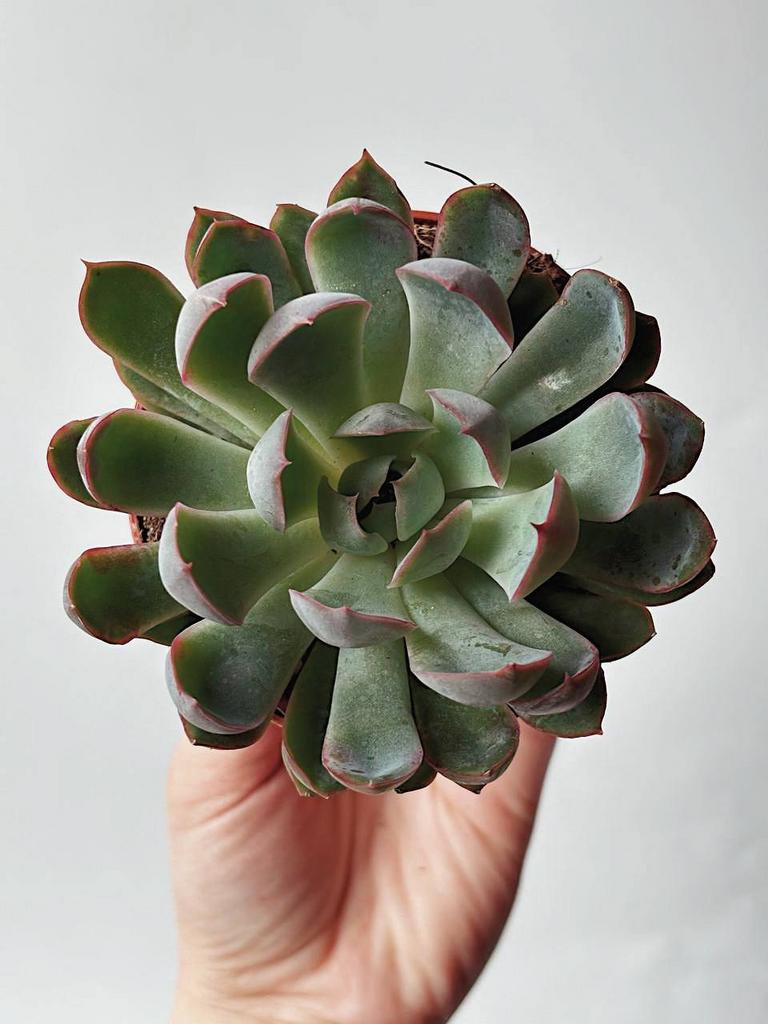 Эхеверия Пулидонис, Echeveria Pulidonis купить суккуленты в Москве