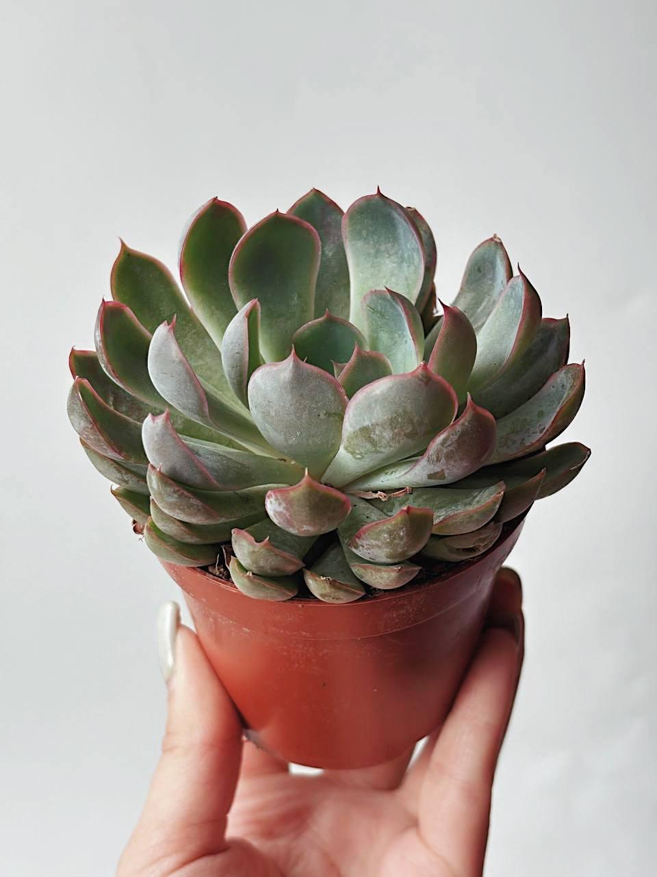 Эхеверия Пулидонис, Echeveria Pulidonis купить суккуленты в Москве