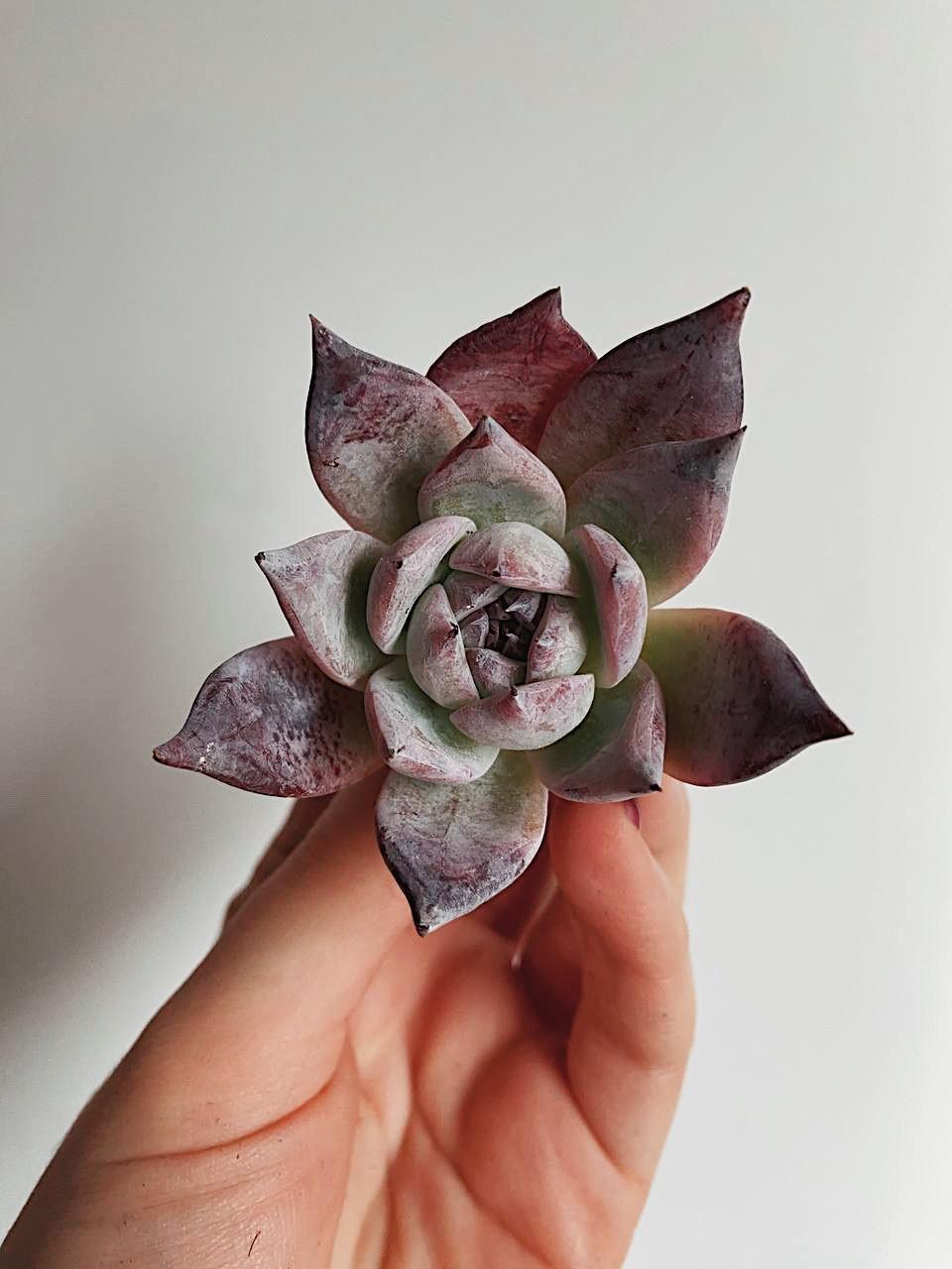 Echeveria variegated