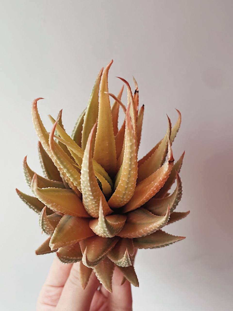 Haworthia truncata