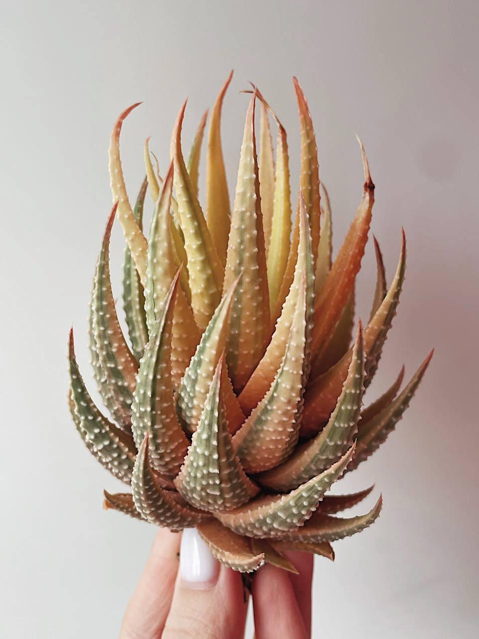 Haworthia truncata