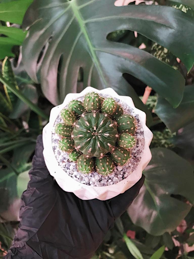 Композиции из суккулентов купить в Москве