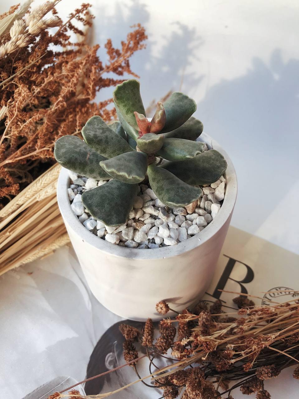 Адромискус Купера Adromischus Cooperi купить в красивом горшке