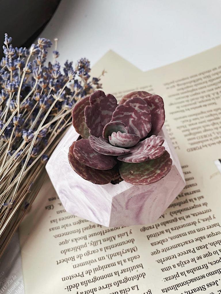 Композиции из суккулентов купить в Москве