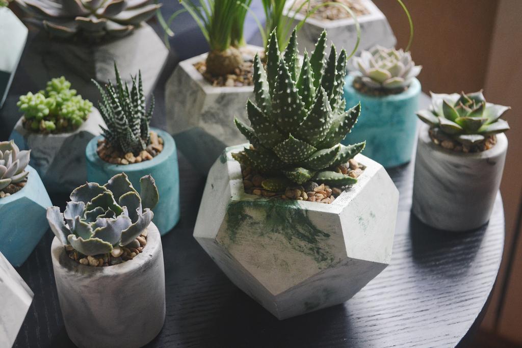 Композиции из суккулентов купить в Москве