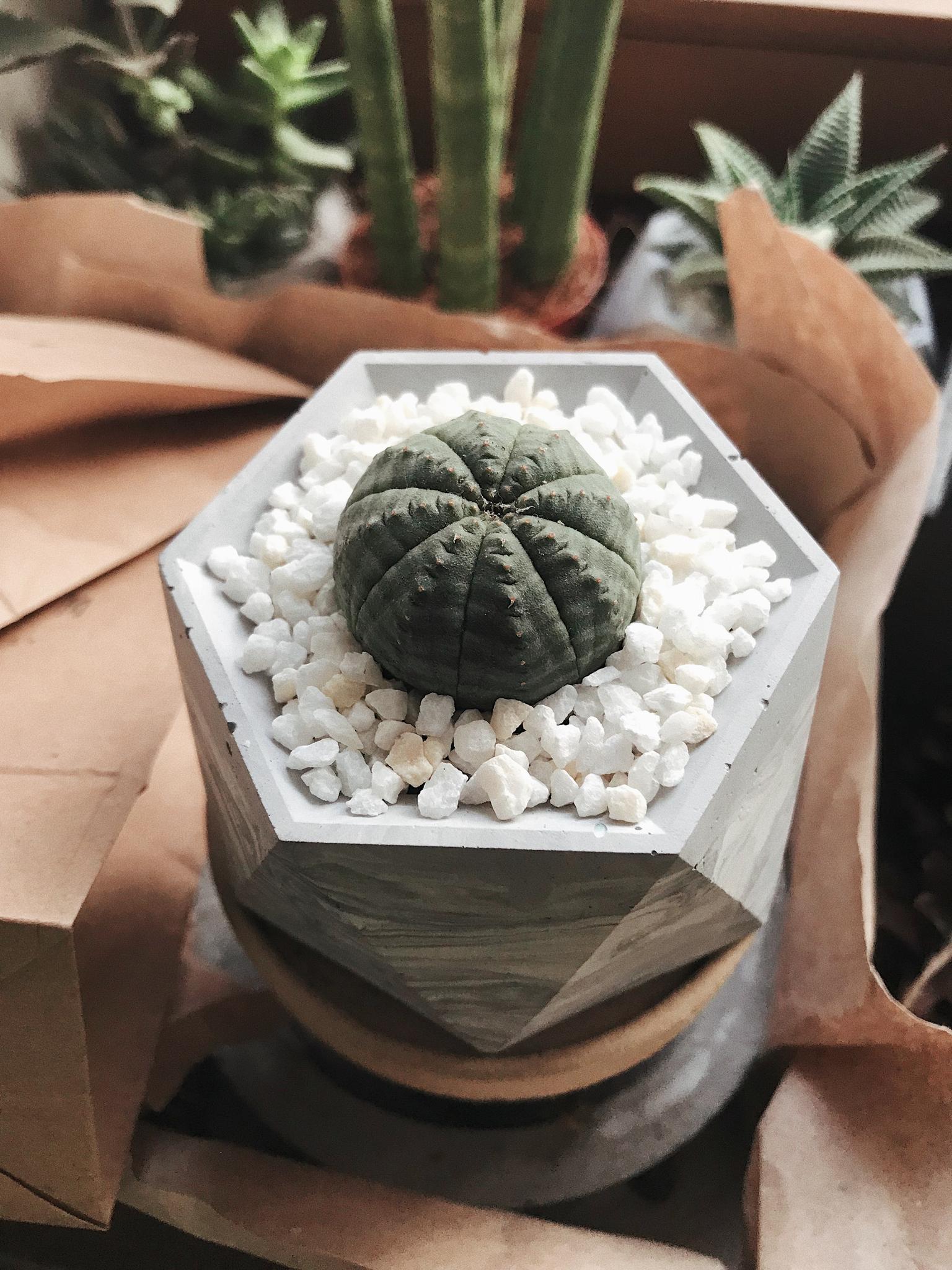 Суккулент - Молочай Тучный Euphorbia Obesa