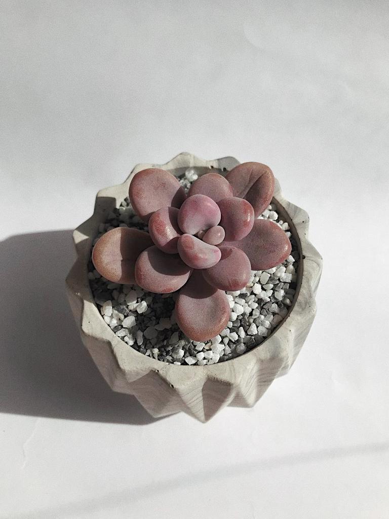 Граптопеталум Аметистовый Graptopetalum Amethystinum купить в  интернет-магазине