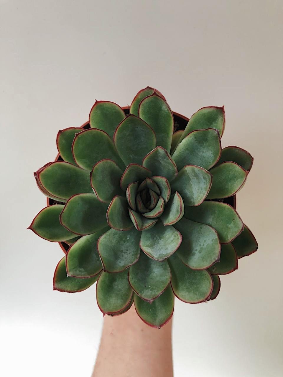 Эхеверия Геркулес, Echeveria Hercules купить широкий выбор суккулентов