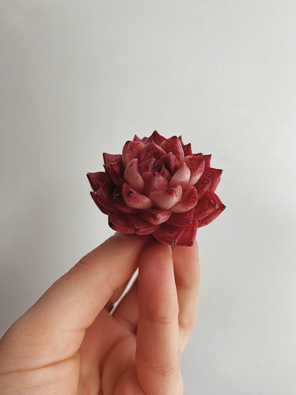 Корея > Echeveria Shani купить в интернет-магазине