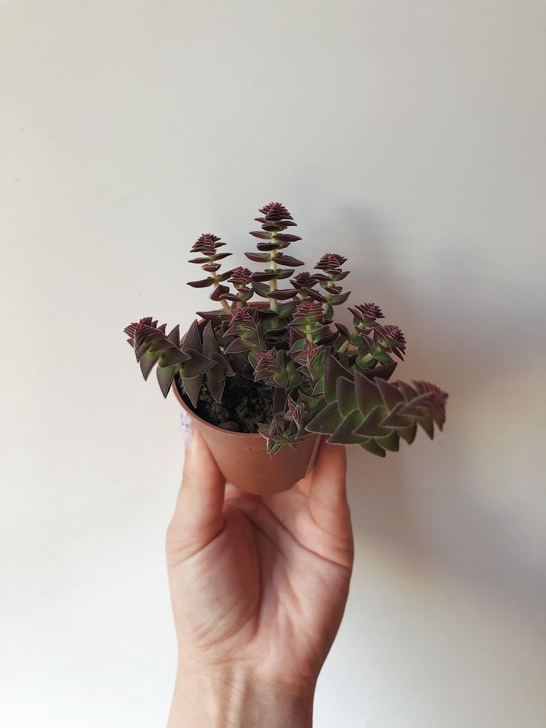 Крассула Плауновидная Crassula Lycopodioides Купить Крассулу