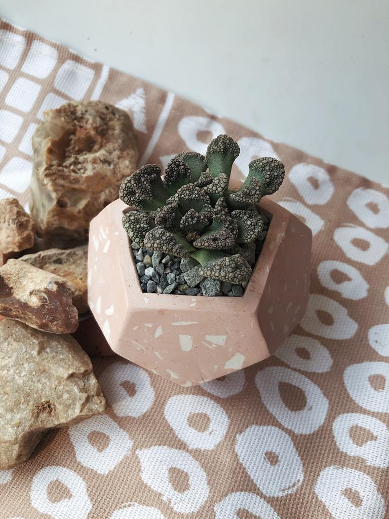 Композиции из суккулентов купить в Москве