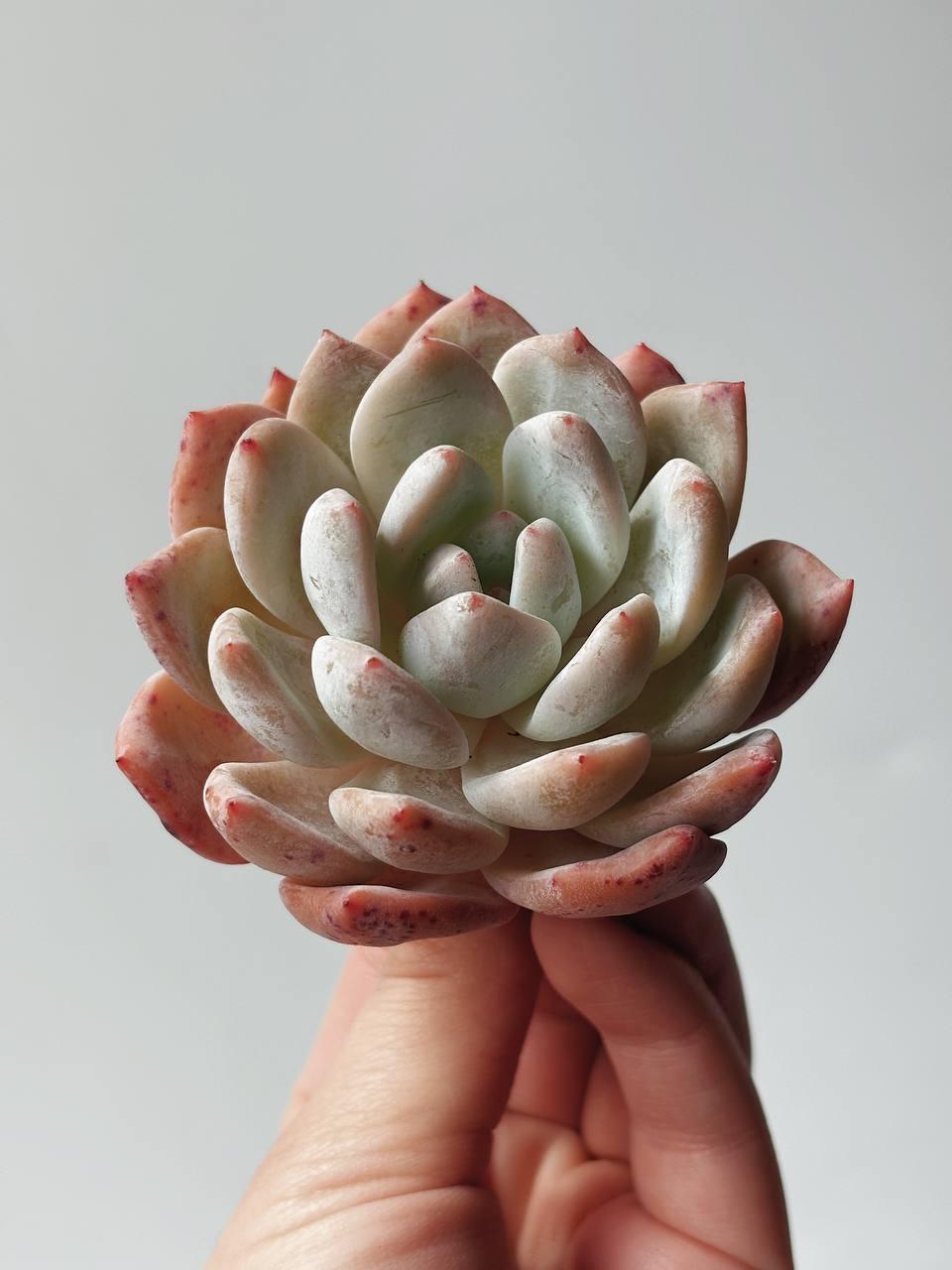 Echeveria Monroe (Orange)