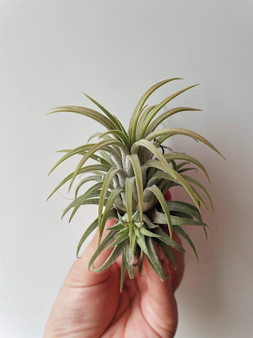 Тилландсия ionantha