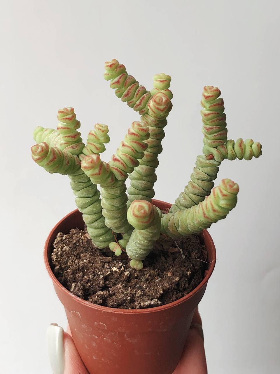 Крассула Марниериана Crassula Marnieriana купить Крассулы в  интернет-магазине