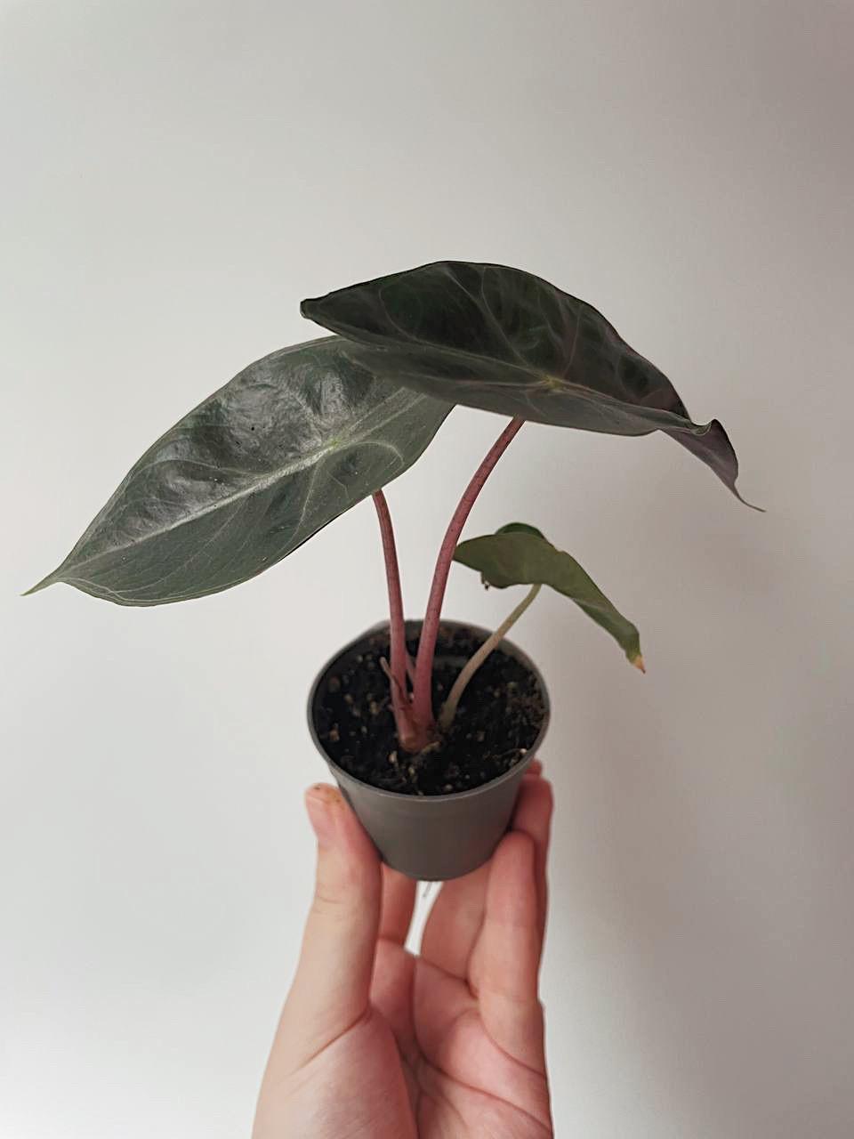 Алоказия пинк драгон alocasia pink dragon d6см