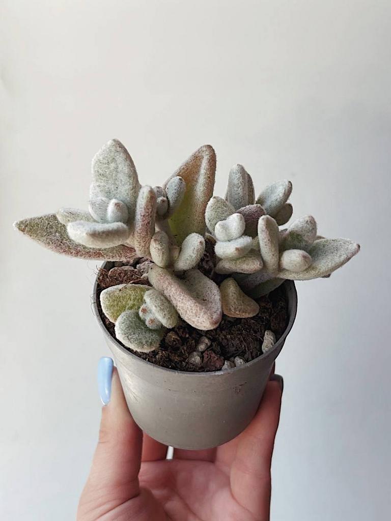 Эхеверия Голубая птица Echeveria Blue Bird