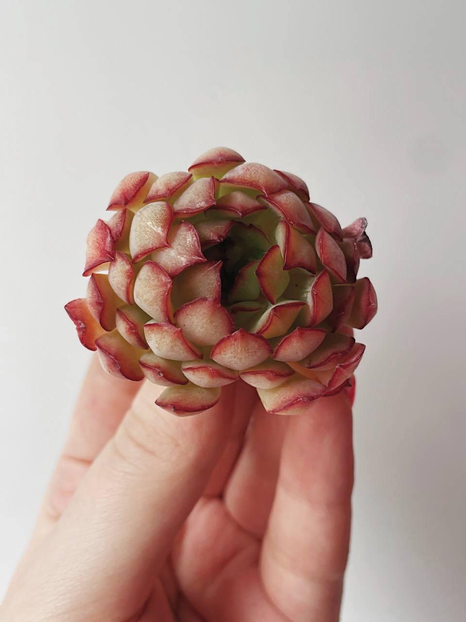 Корея > Echeveria Karen купить в интернет-магазине