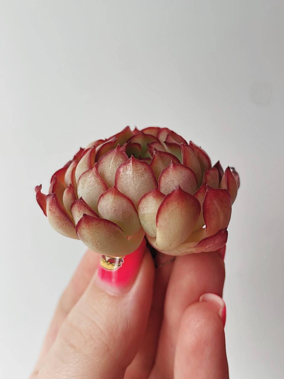 Корея > Echeveria Karen купить в интернет-магазине