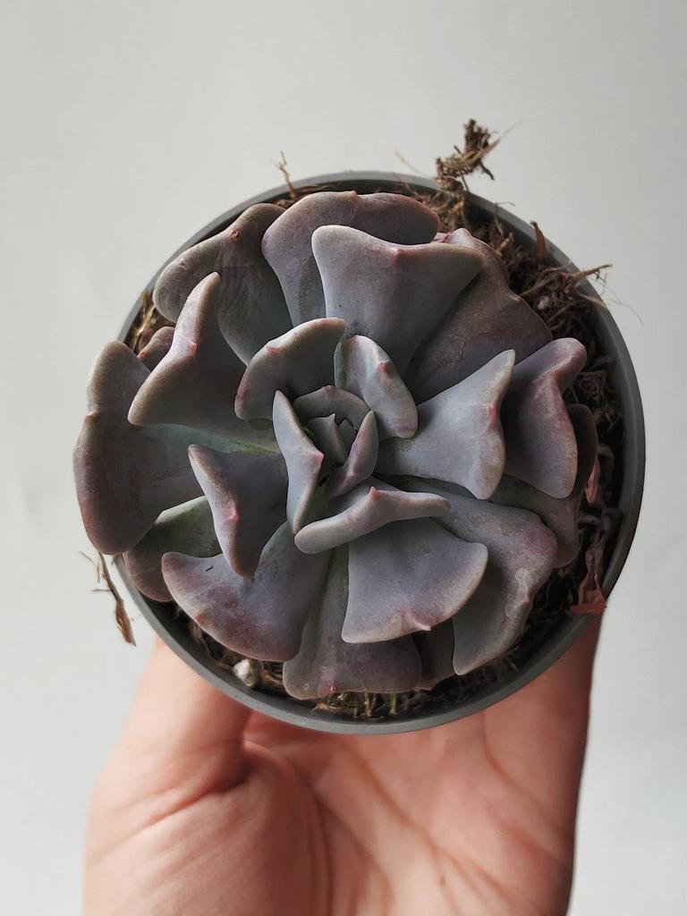 Эхеверия Кубик Фрост ECHEVERIA CUBIC FROST купить суккуленты из Италии