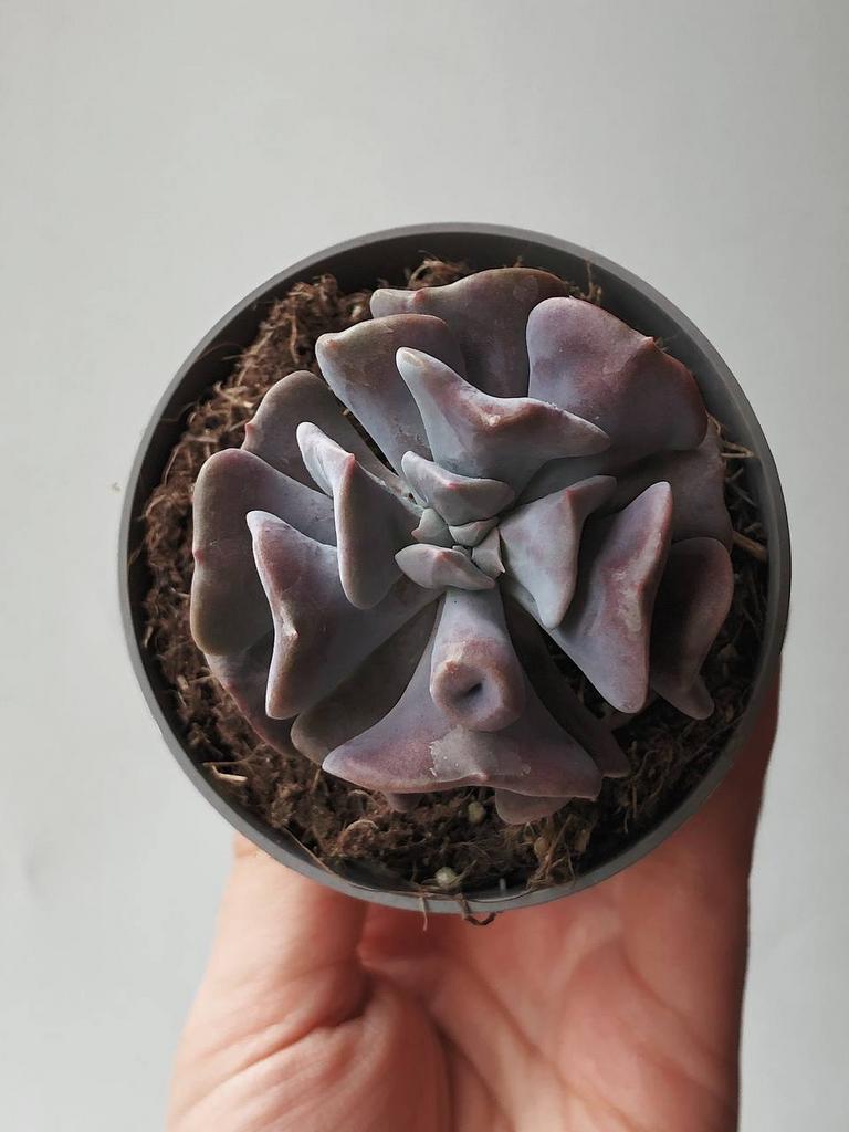 Эхеверия Кубик Фрост ECHEVERIA CUBIC FROST купить суккуленты из Италии