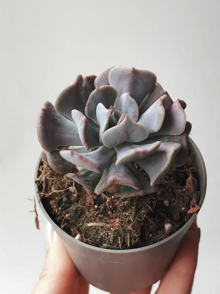 Эхеверия Кубик Фрост ECHEVERIA CUBIC FROST купить суккуленты из Италии