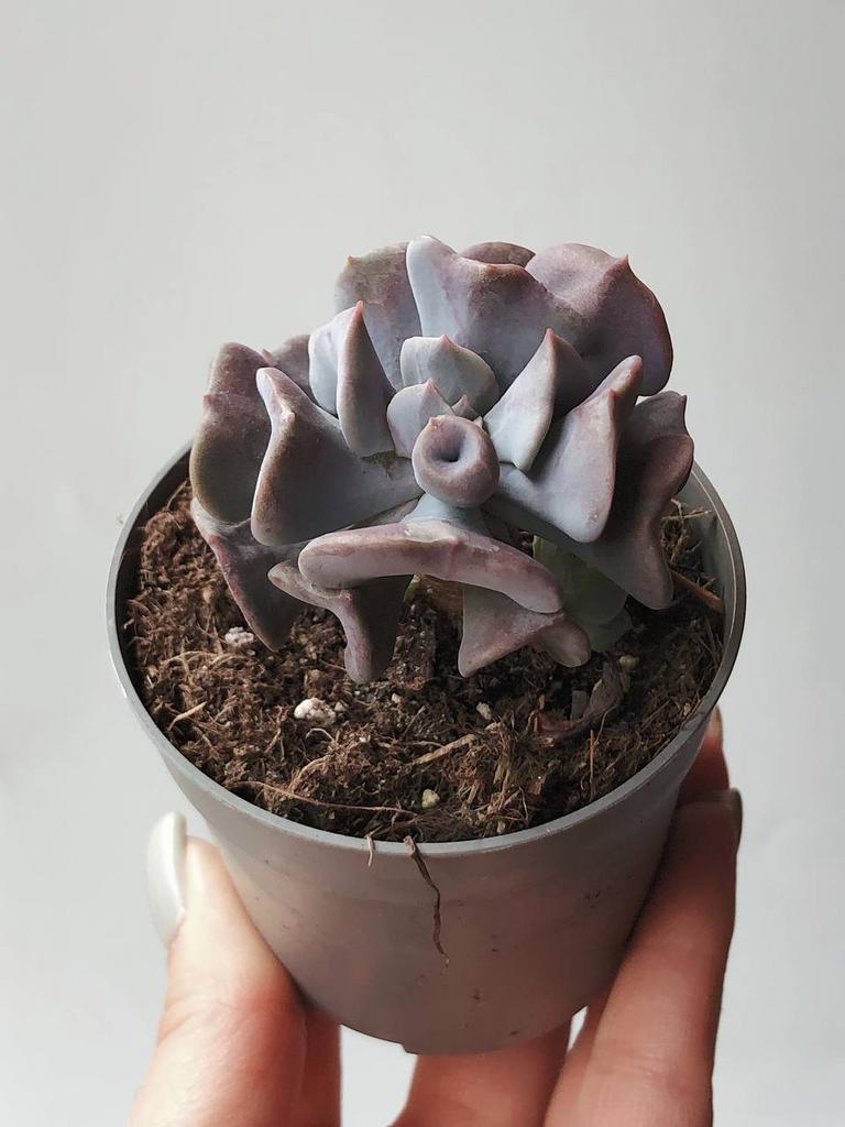 Эхеверия Кубик Фрост ECHEVERIA CUBIC FROST купить суккуленты из Италии