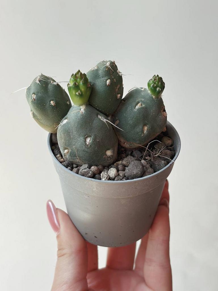 Суккуленты купить в интернет-магазине Москва