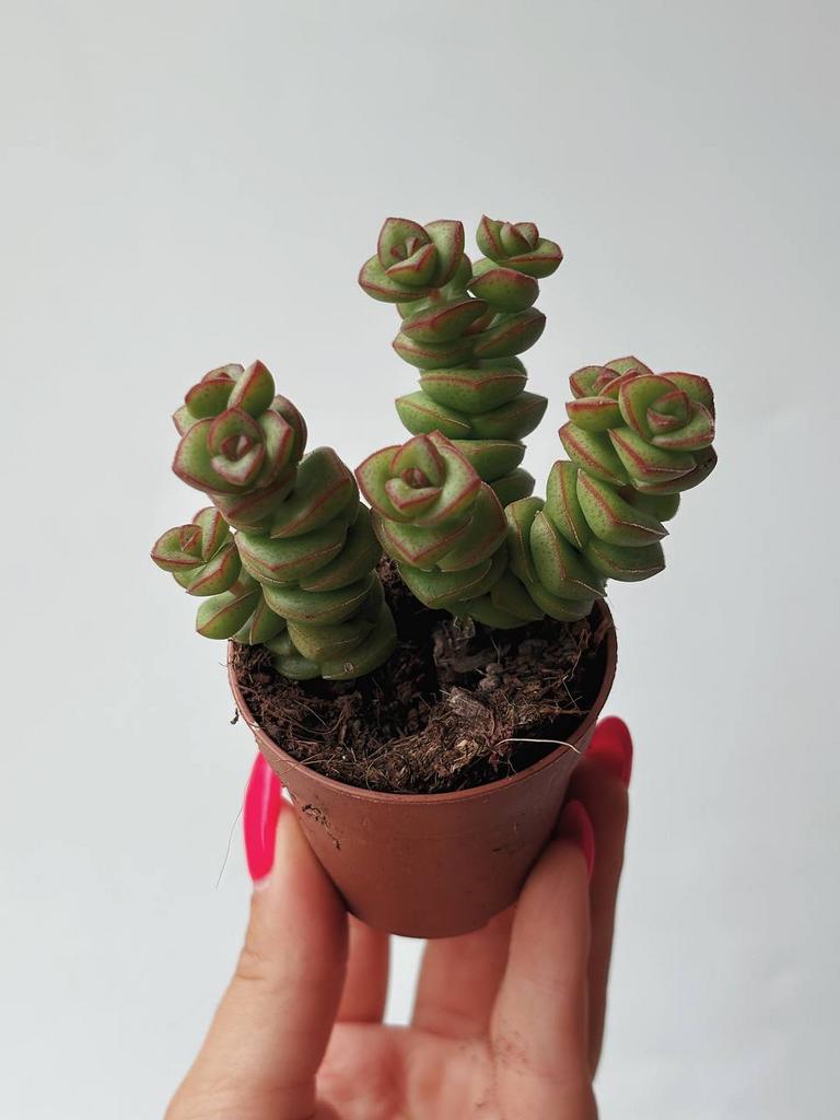 Суккуленты купить в интернет-магазине Москва