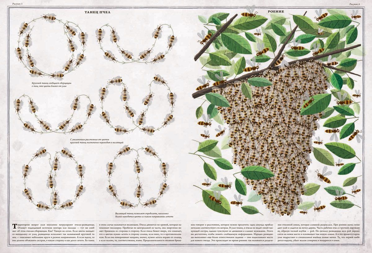 Книги > Пчелы купить в интернет-магазине
