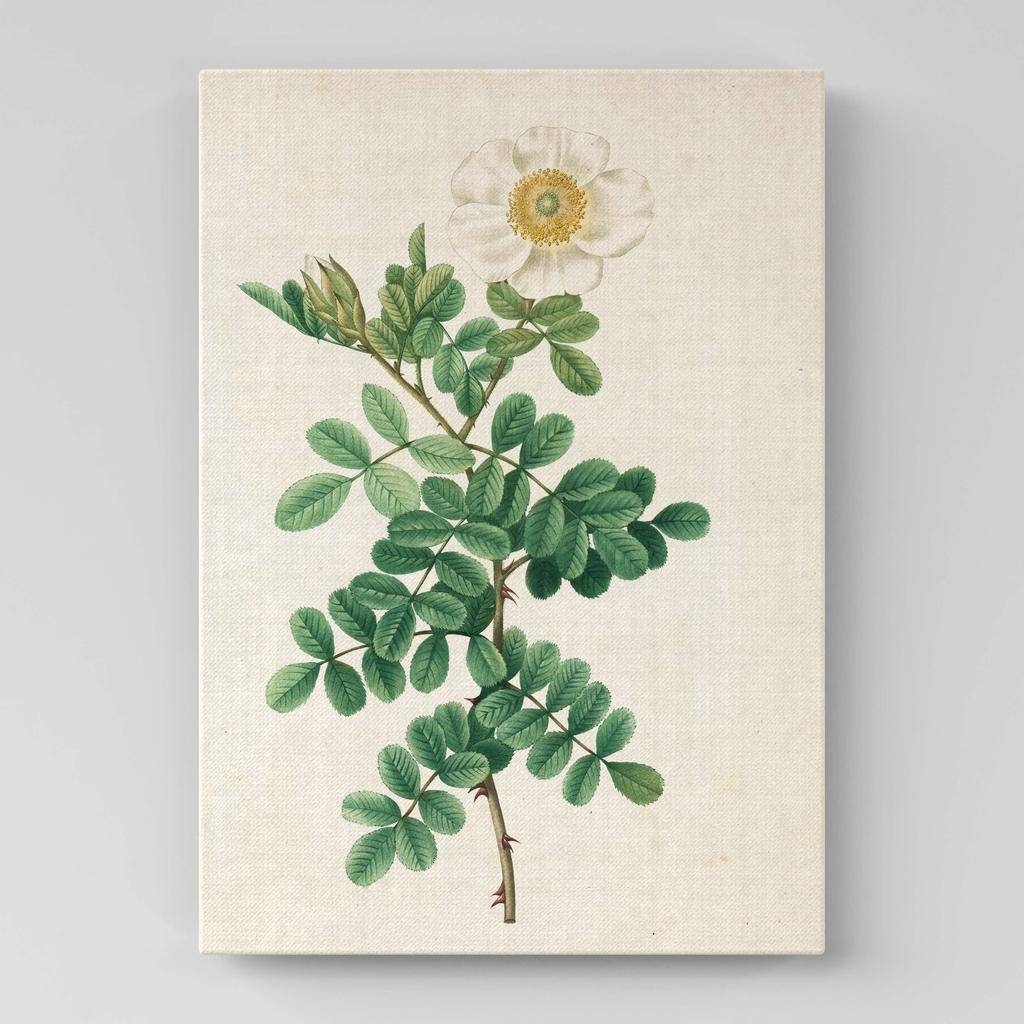 Картина с цветами (Ботаника) FB1024