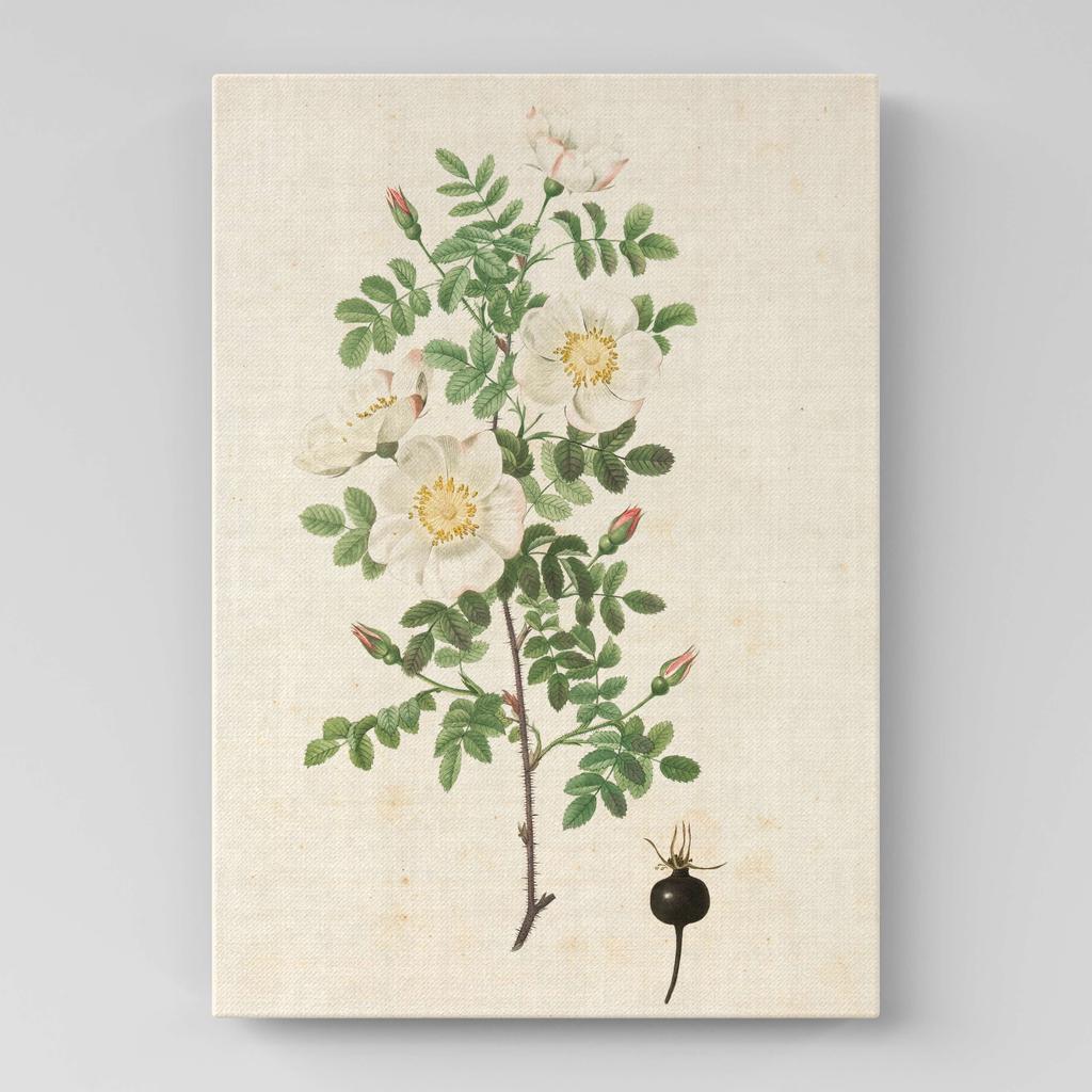 Картина с цветами (Ботаника) FB1041