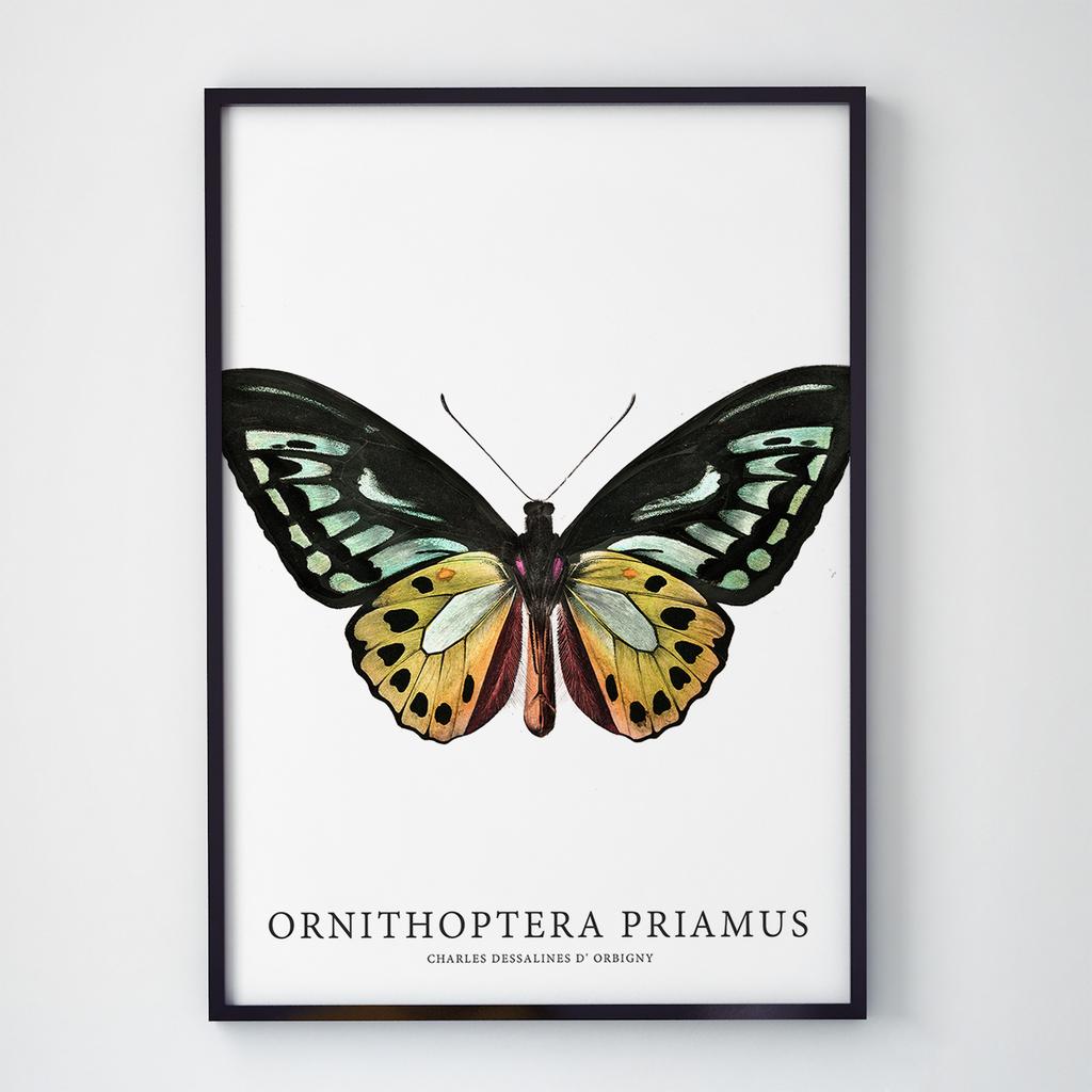 Постер Метелики та Комахи BB1004