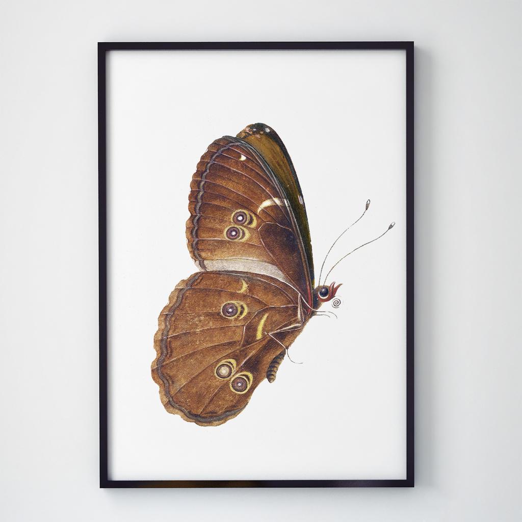 Постер Метелики та Комахи BB1008