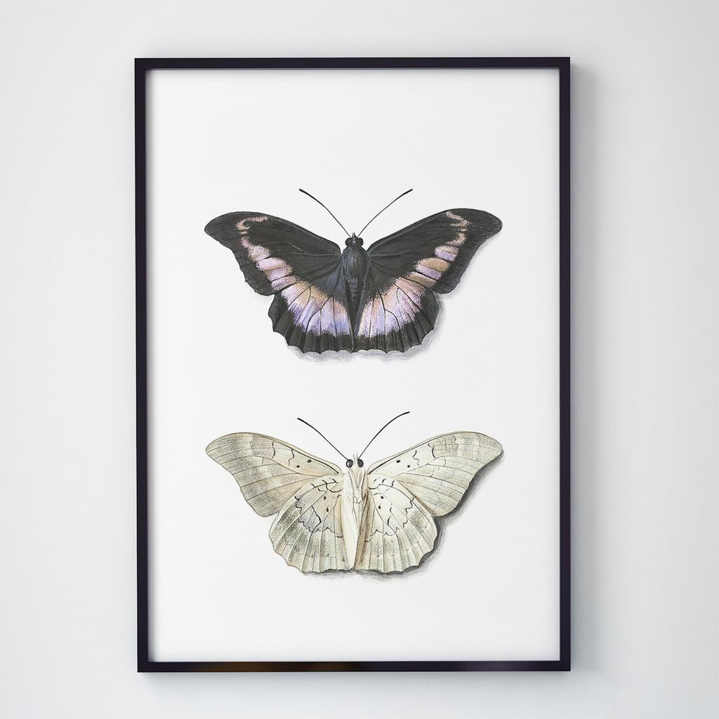 Постер Метелики та Комахи BB1012