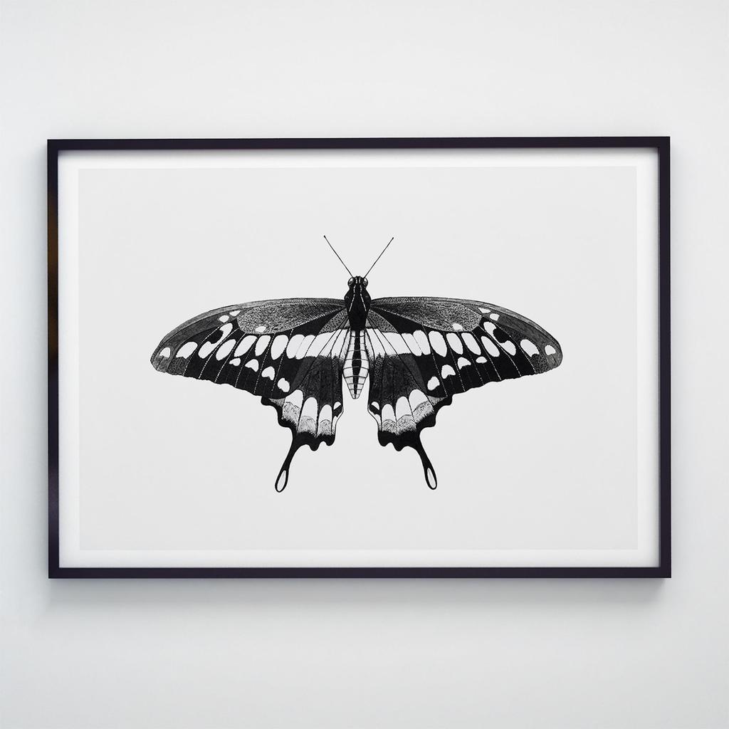 Постер Метелики та Комахи BB1015