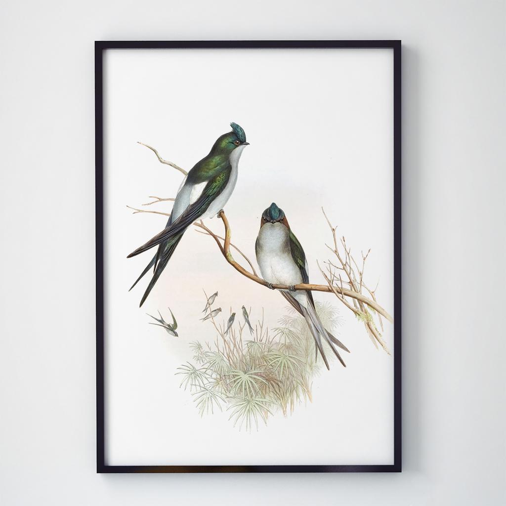 Постер на стіну з Птахами B008