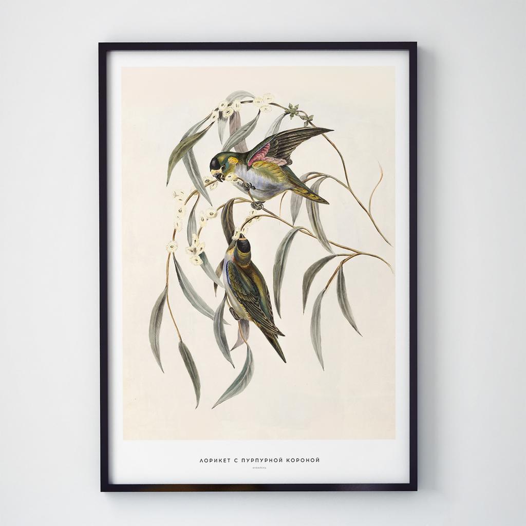 Постер на стіну з Птахами B012