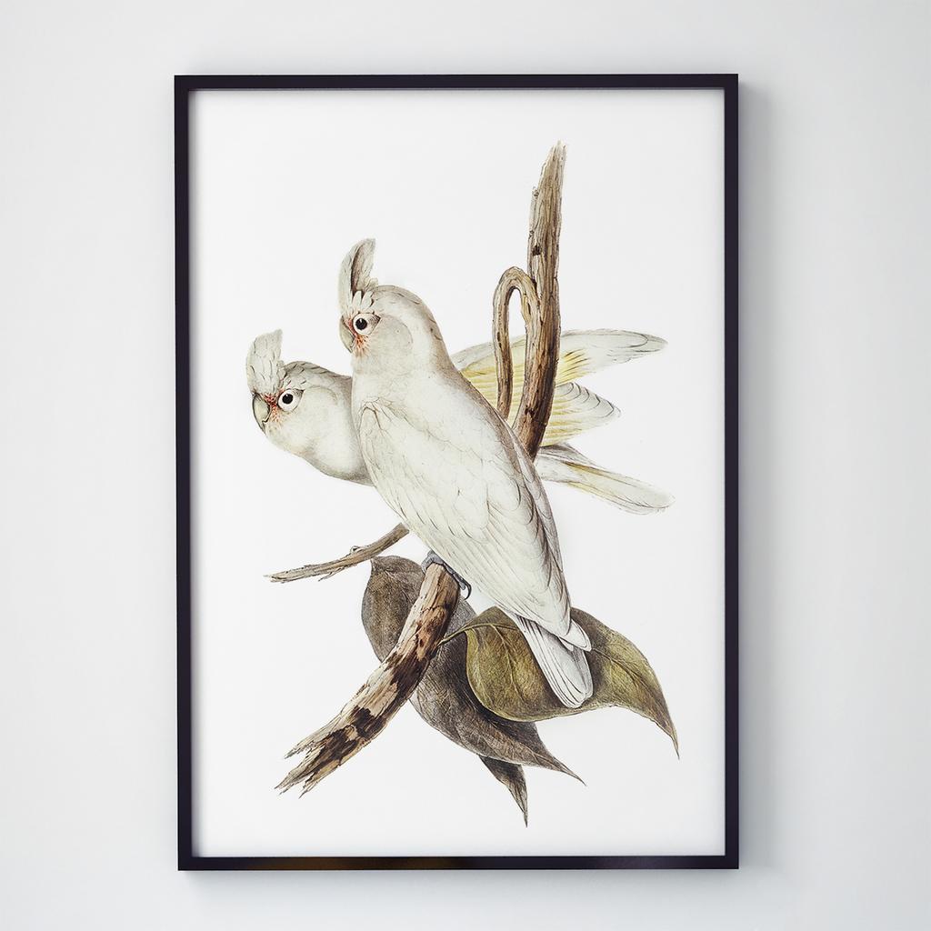 Постер на стіну з Птахами B022