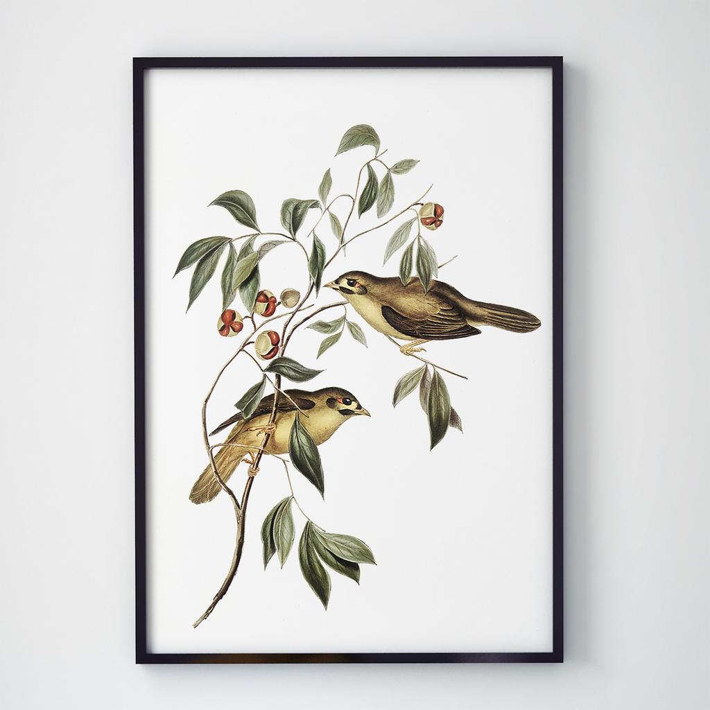 Постер на стіну з Птахами B023