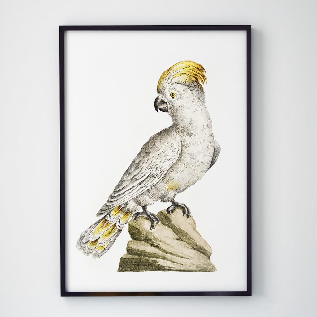 Постер на стіну з Птахами B026