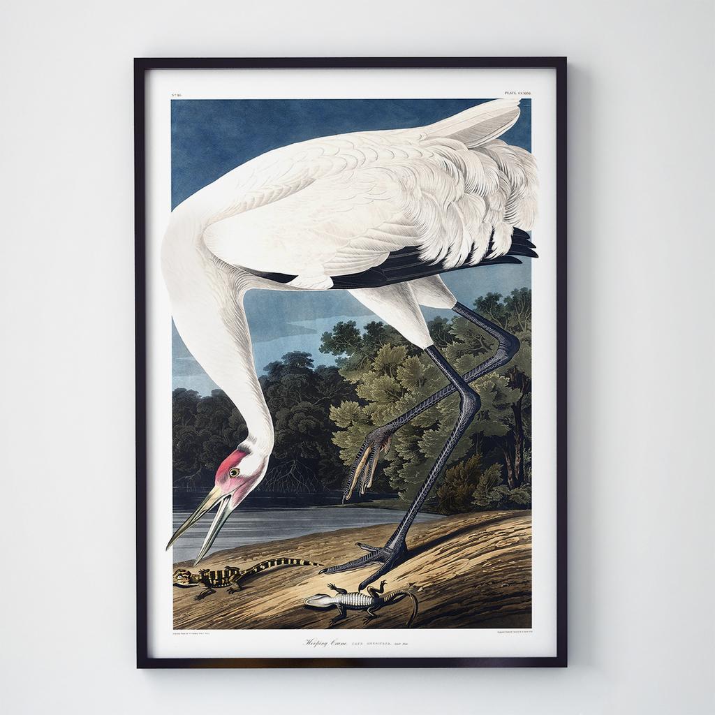 Постер на стіну з Птахами B031