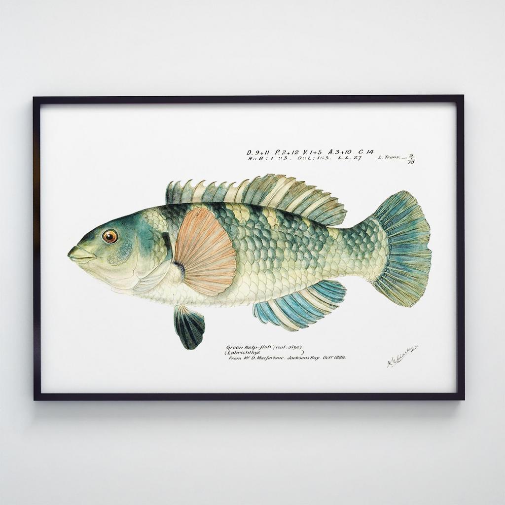 Постер Риби F001