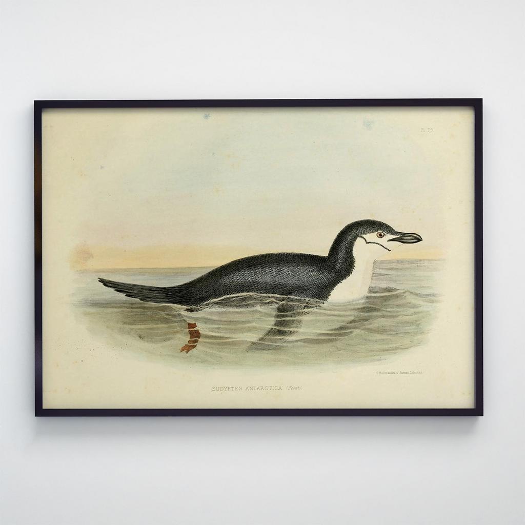 Постер з тваринами Качкодзьоб A003