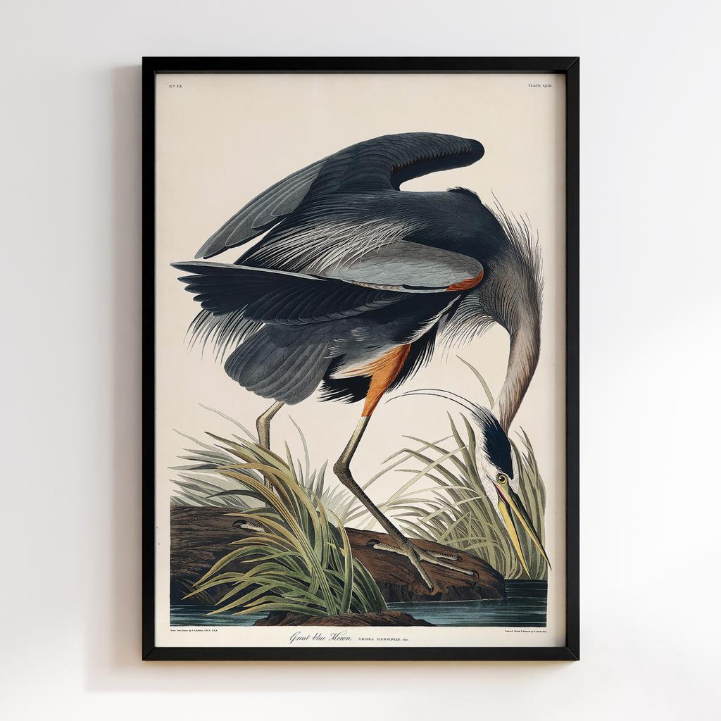 Постер Джон Джеймс Одюбон (John James Audubon) JJ07