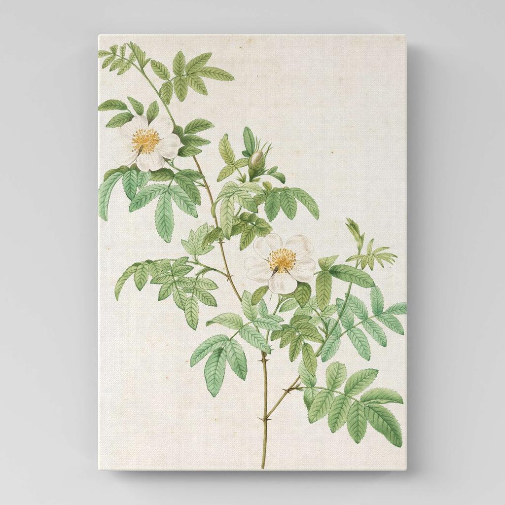 Картина с цветами (Ботаника) FB1027