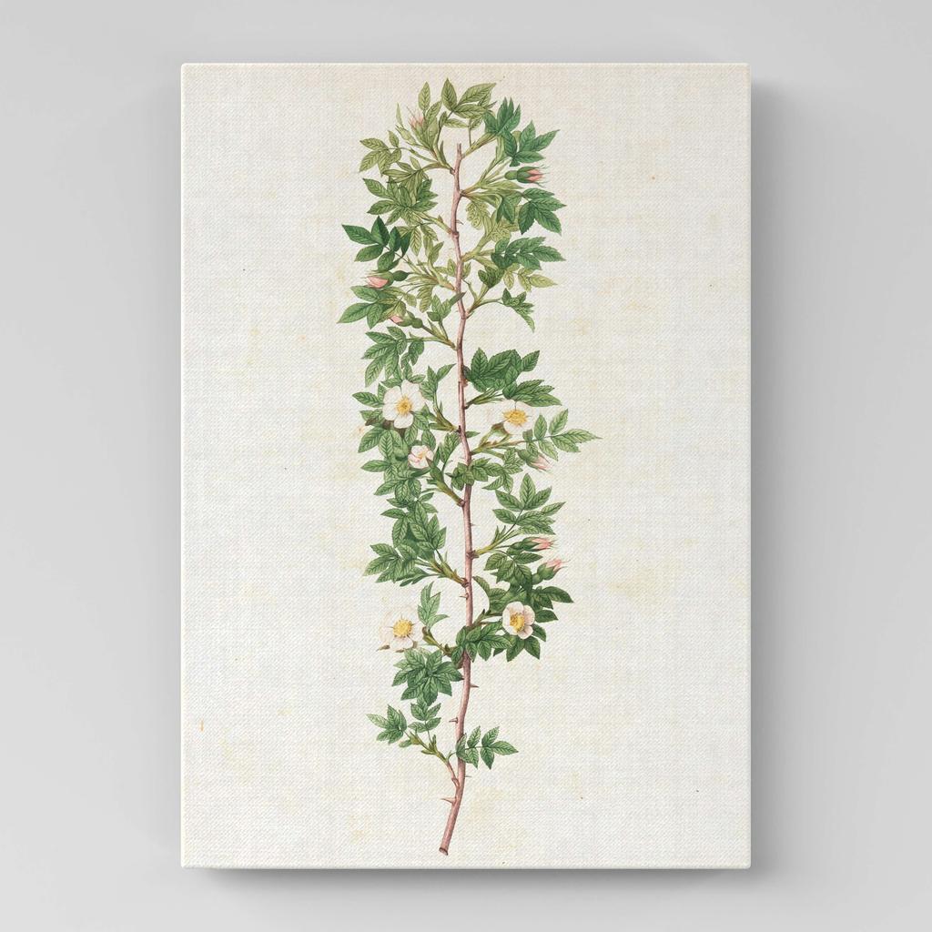 Картина с цветами (Ботаника) FB1044